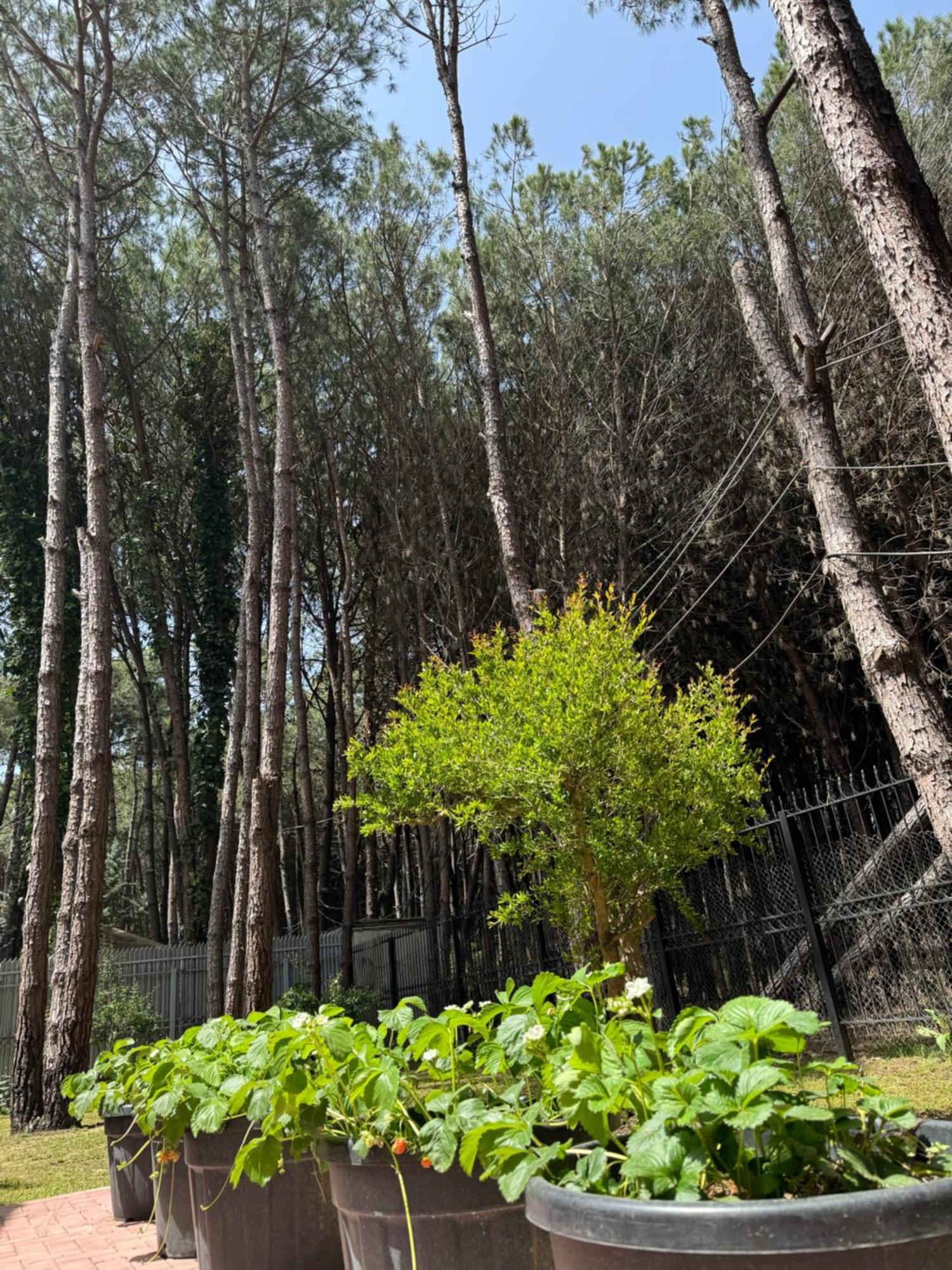 Forest - Middle Of Forest & Near The * Golem (Tirana)