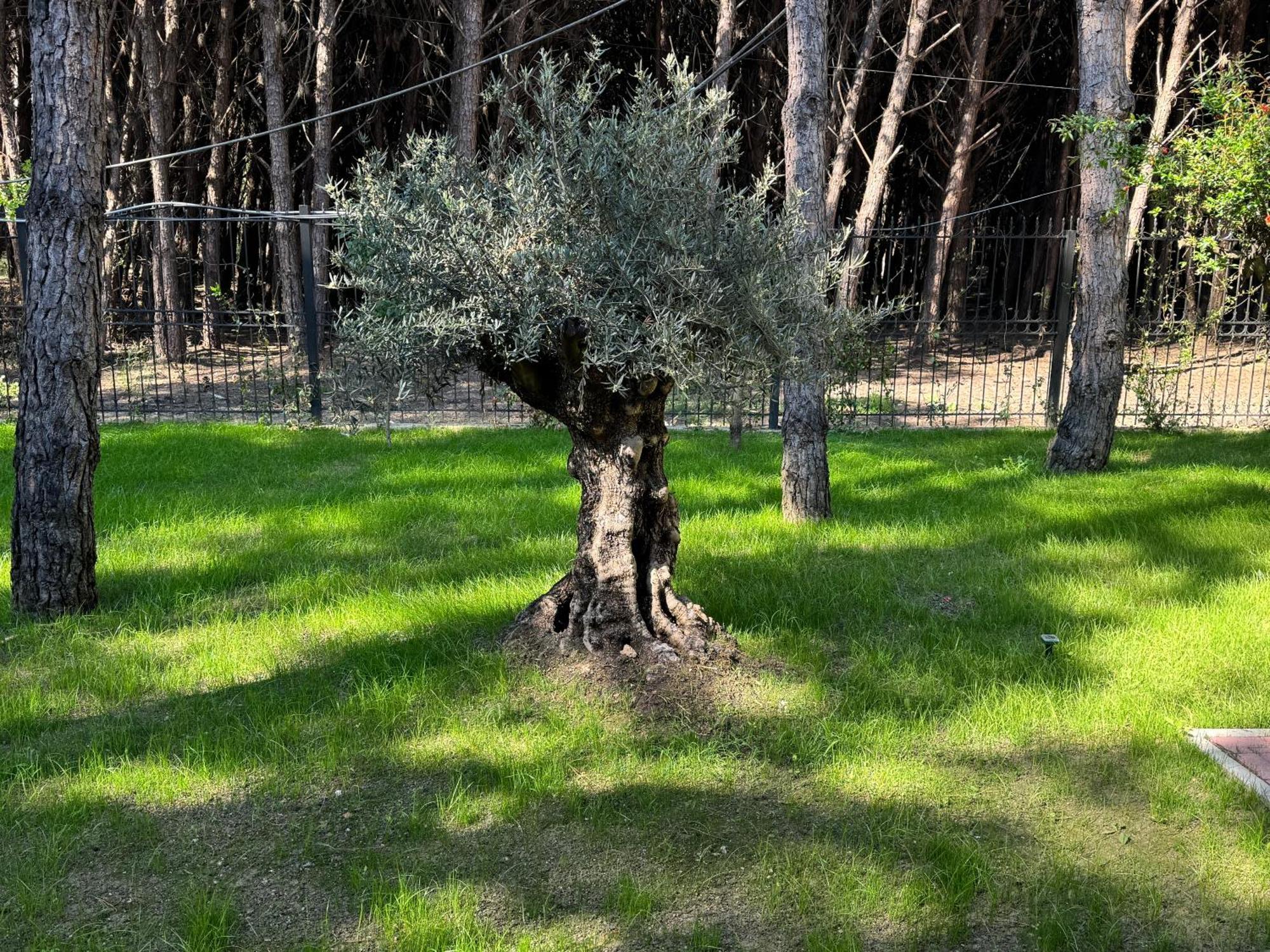 Villa Forest - Middle Of Forest & Near The