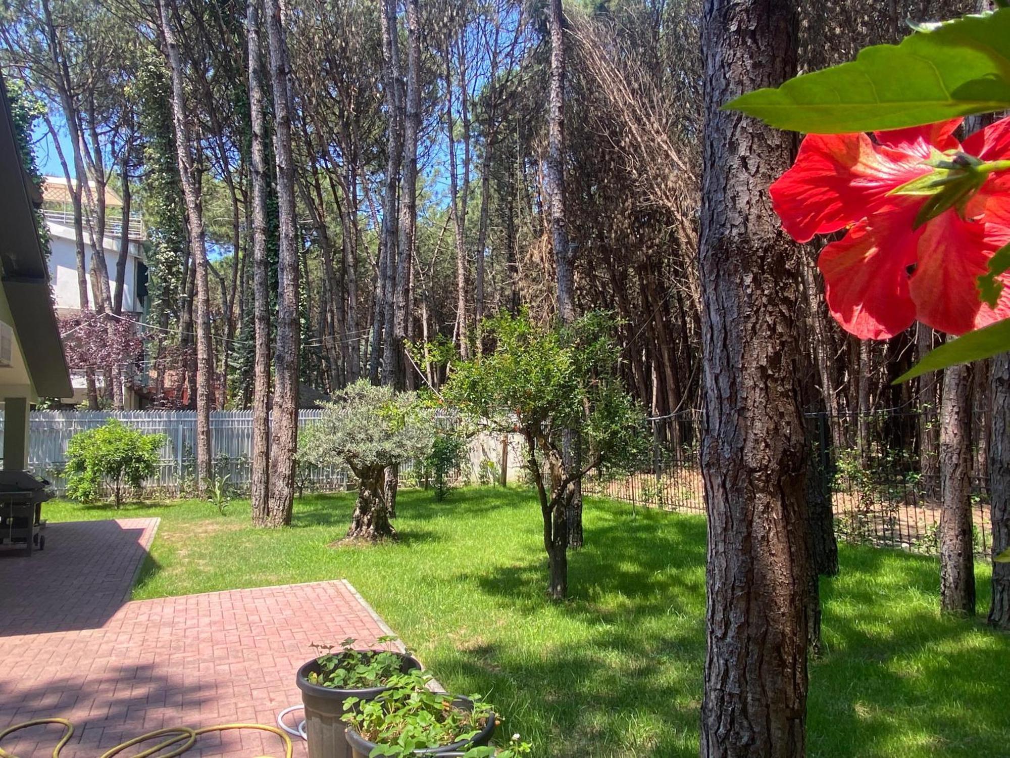 Forest - Middle Of Forest & Near The Villa Golem (Tirana)