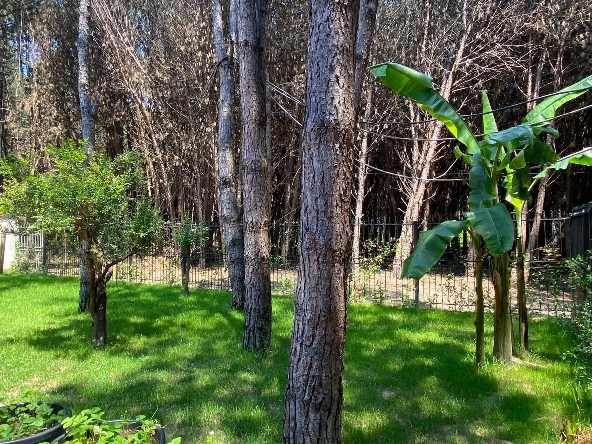 Forest - Middle Of Forest & Near The *